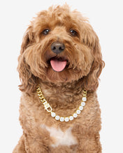 Load image into Gallery viewer, Thor Loves Diamonds Pet Necklace - Gold|White Diamondettes
