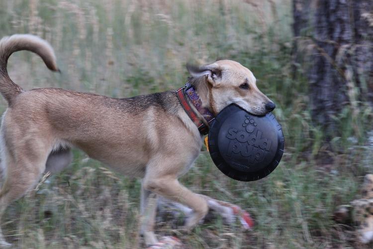 Large Bottle Top Flyer Dog Toy